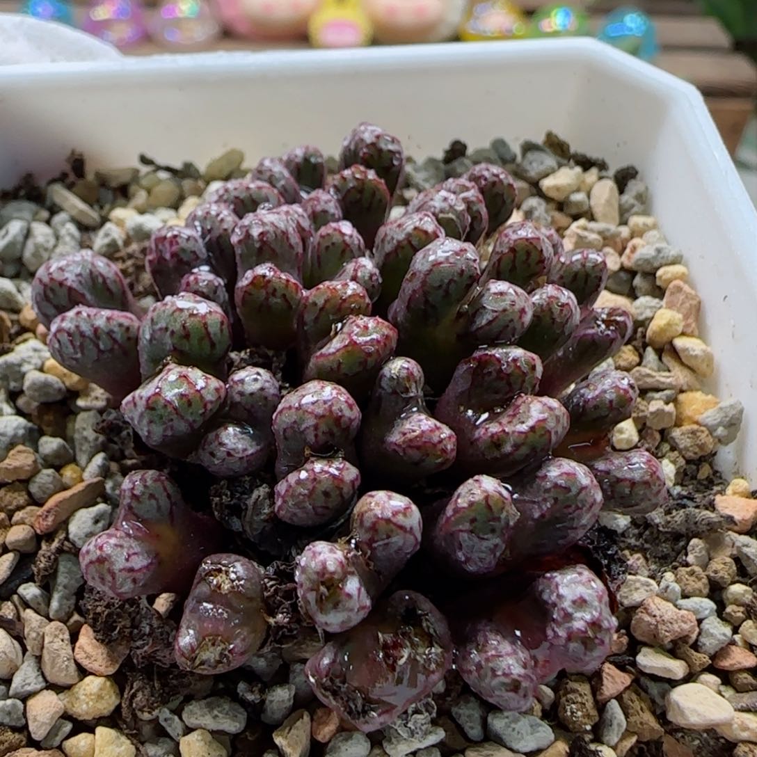 1-22-4-5当天满58包邮小飞群28头左右多肉脱土