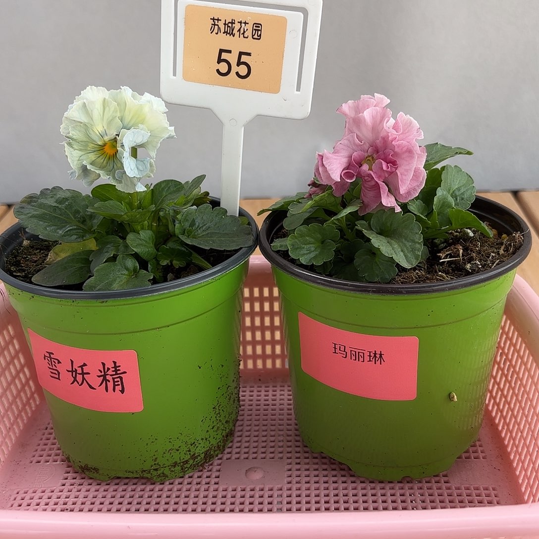 大部分开放少量花苞55