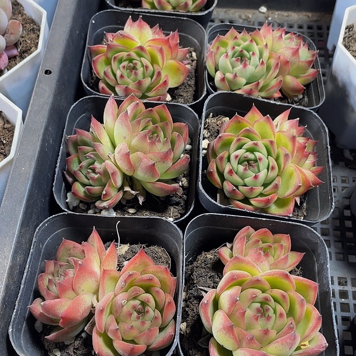 双头月亮石带盆土发