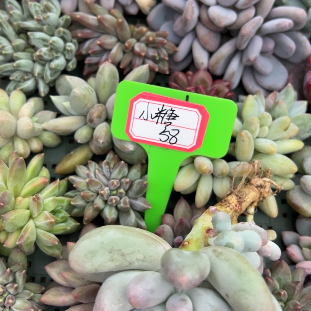 小***量小糖58。                   