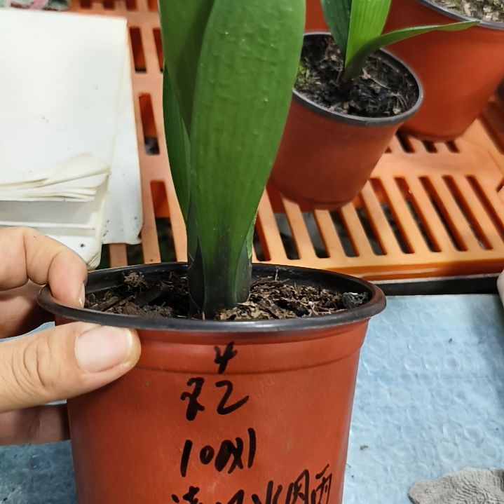清***雨完全开放李玉德君子兰三颗