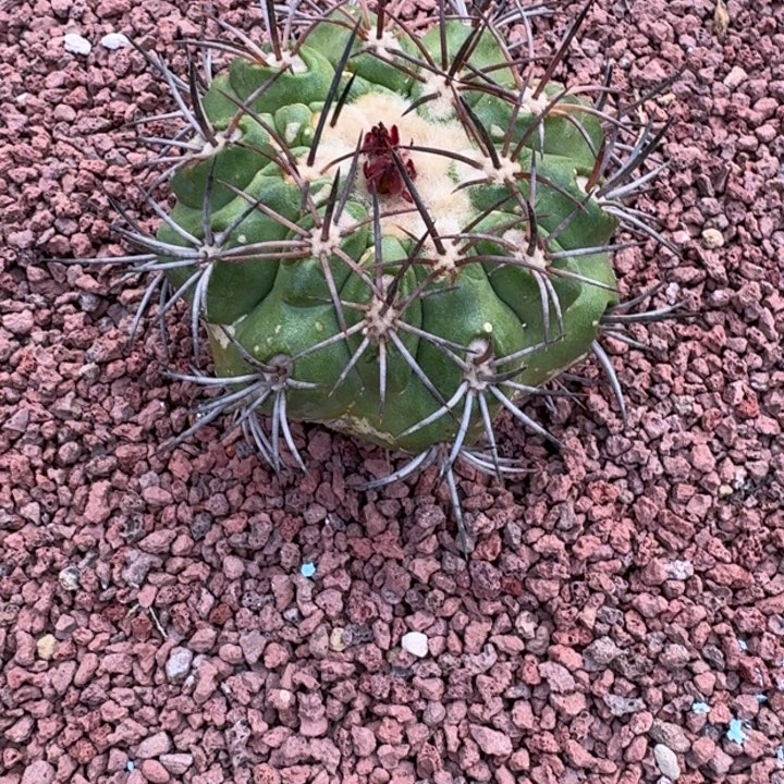 人***野仙人球，龙须玉6666666