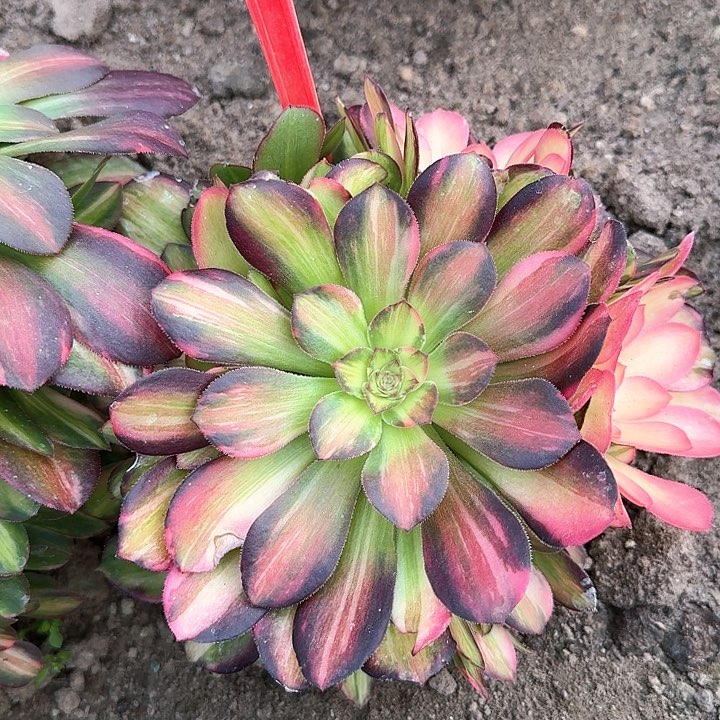 2-3568流星雨多肉法