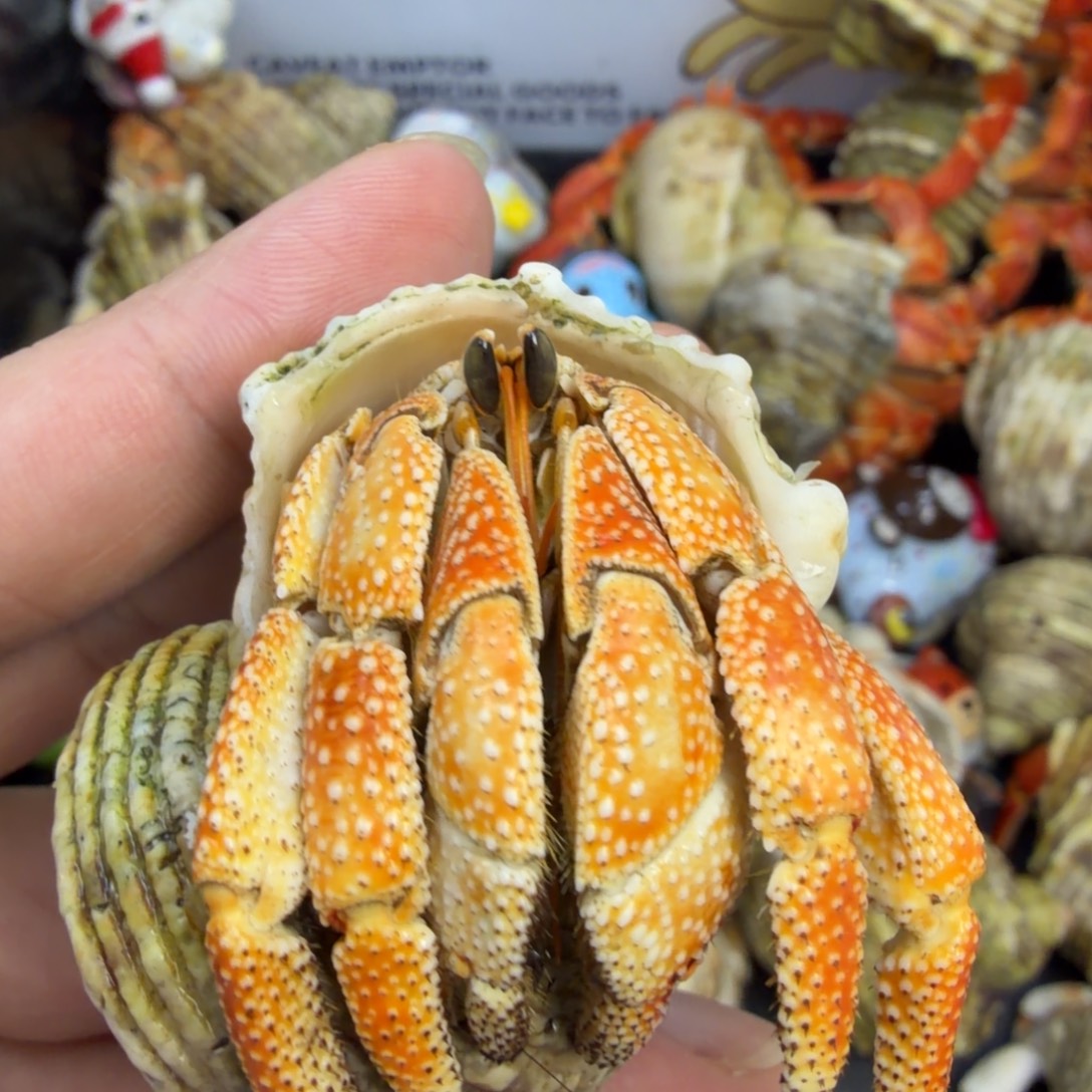 cloris的大眼橘子芬达