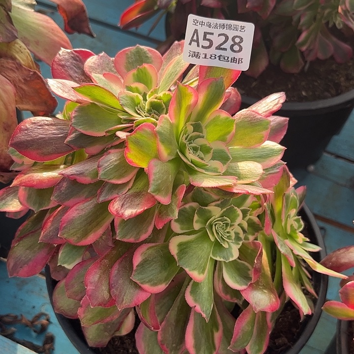 528粉女郎缀多肉植物