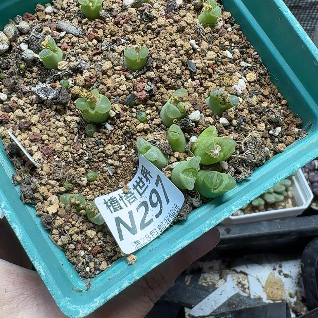 m***m多肉植物的人Fvbnn