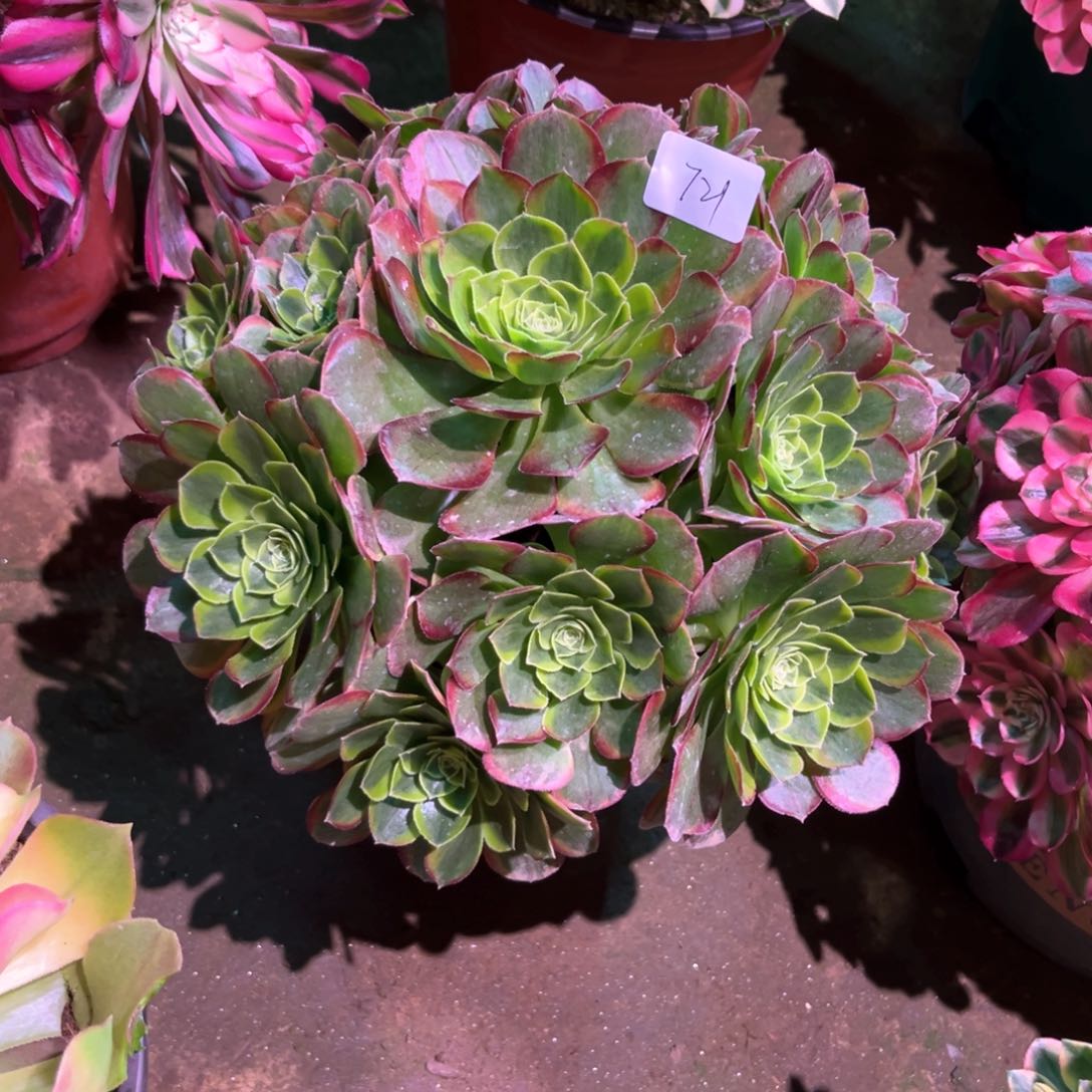 多肉植物奶白721