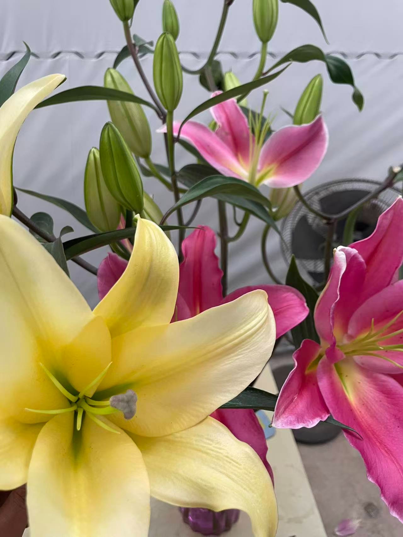混色香水百合花-超划算