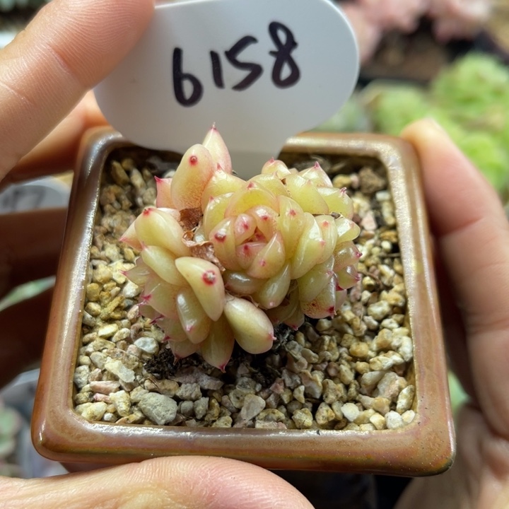 6头玉芷珍妮捧花6158