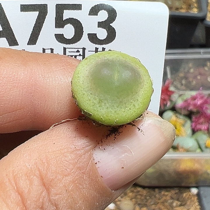 753号拉登1.4厘米多肉植物