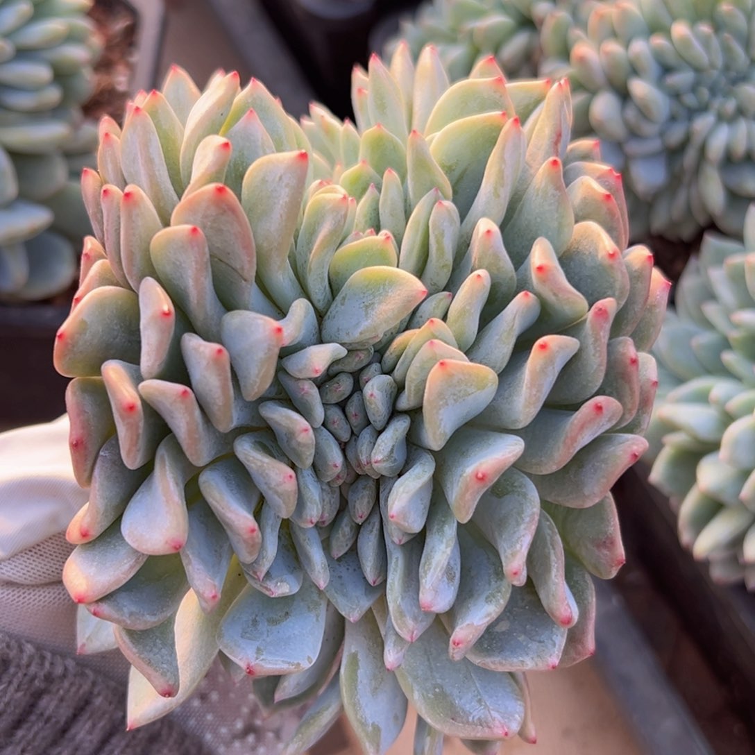 她****v新年快乐 新年快乐