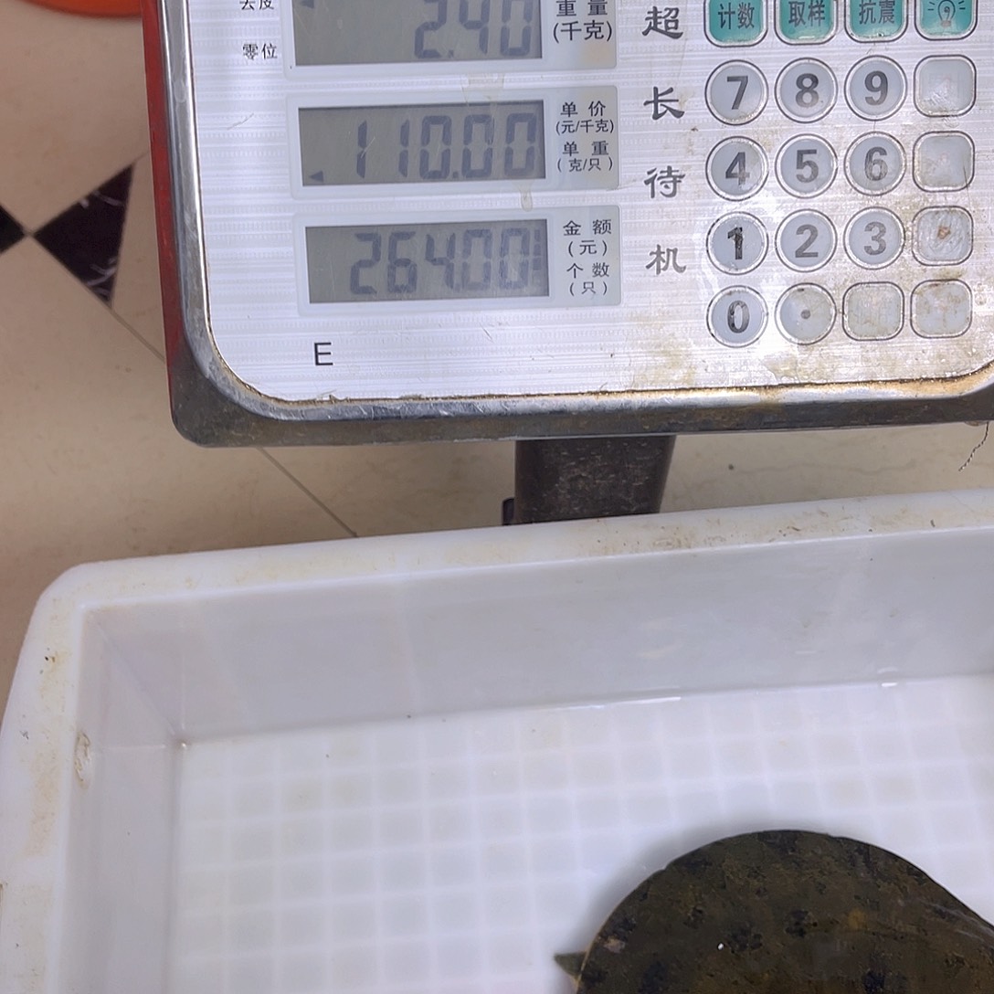 中国大陆野生甲鱼包邮包活