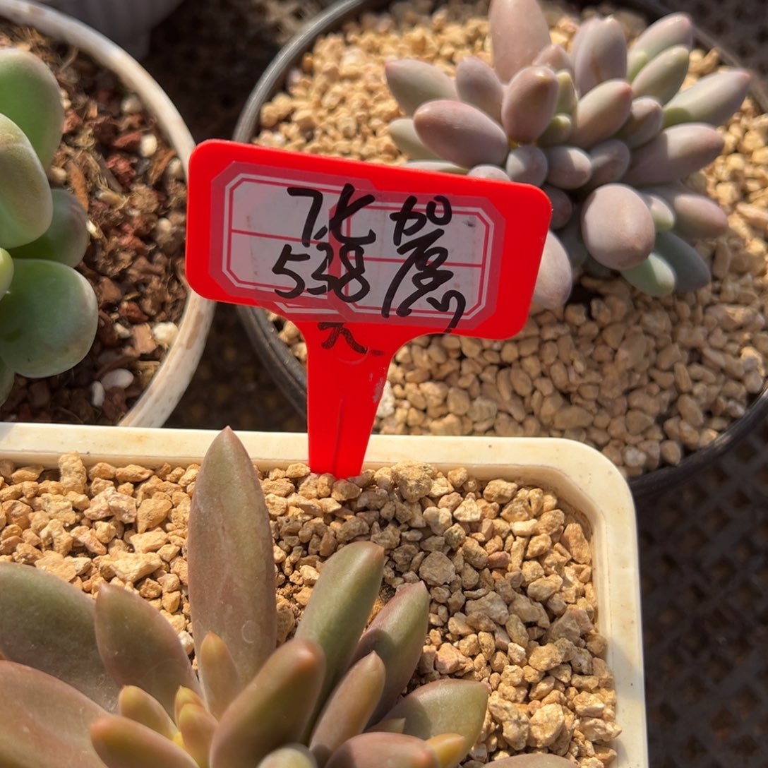 7***七我在看书啊亲爱得，七七538