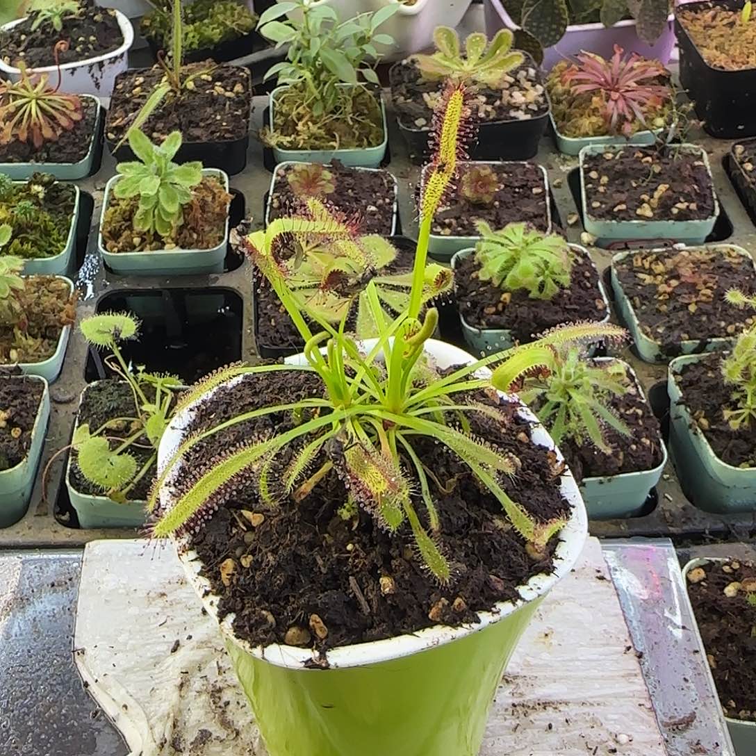 雨***霜完全开放好望角茅膏菜