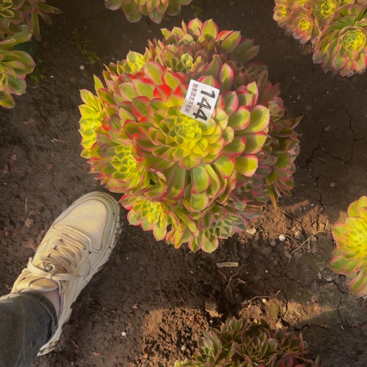 海王花27-14包邮花花