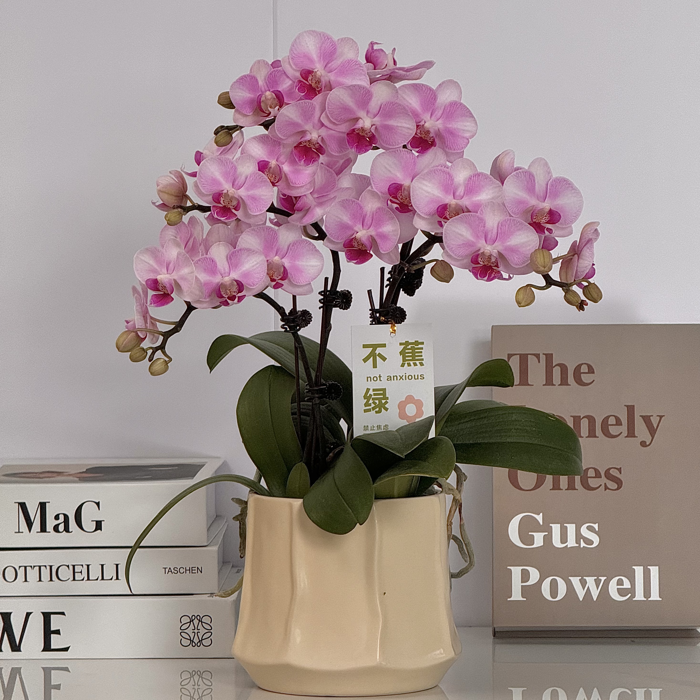 蝴蝶兰《布鲁日》年度爆款花 艺术组盆 美观花色娇艳耐养室内花3-4