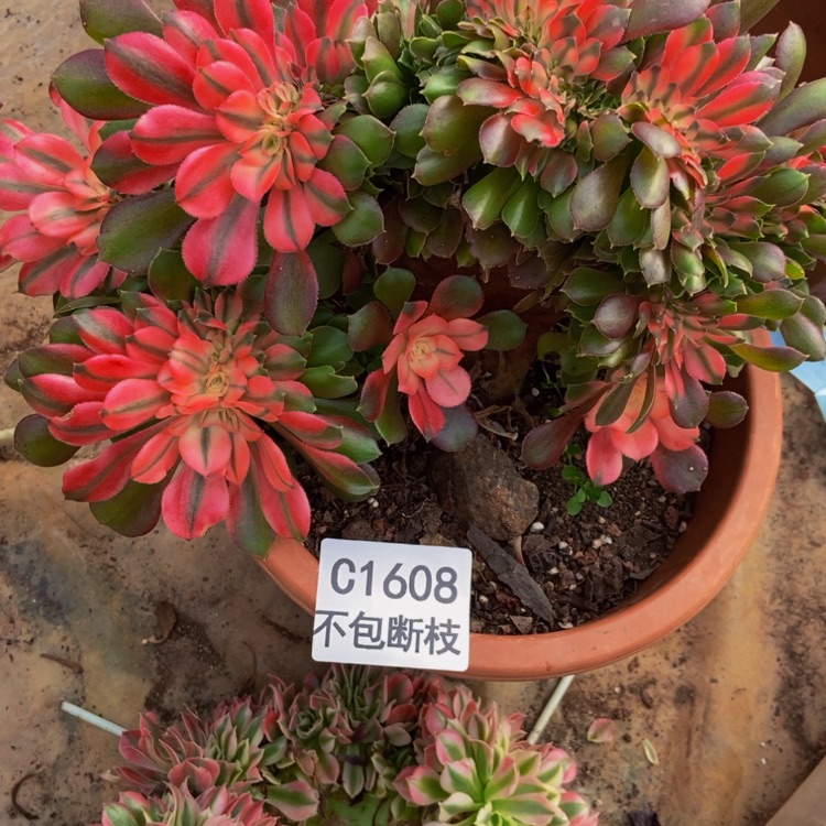 【闪购商品】1608香妃高锦多肉