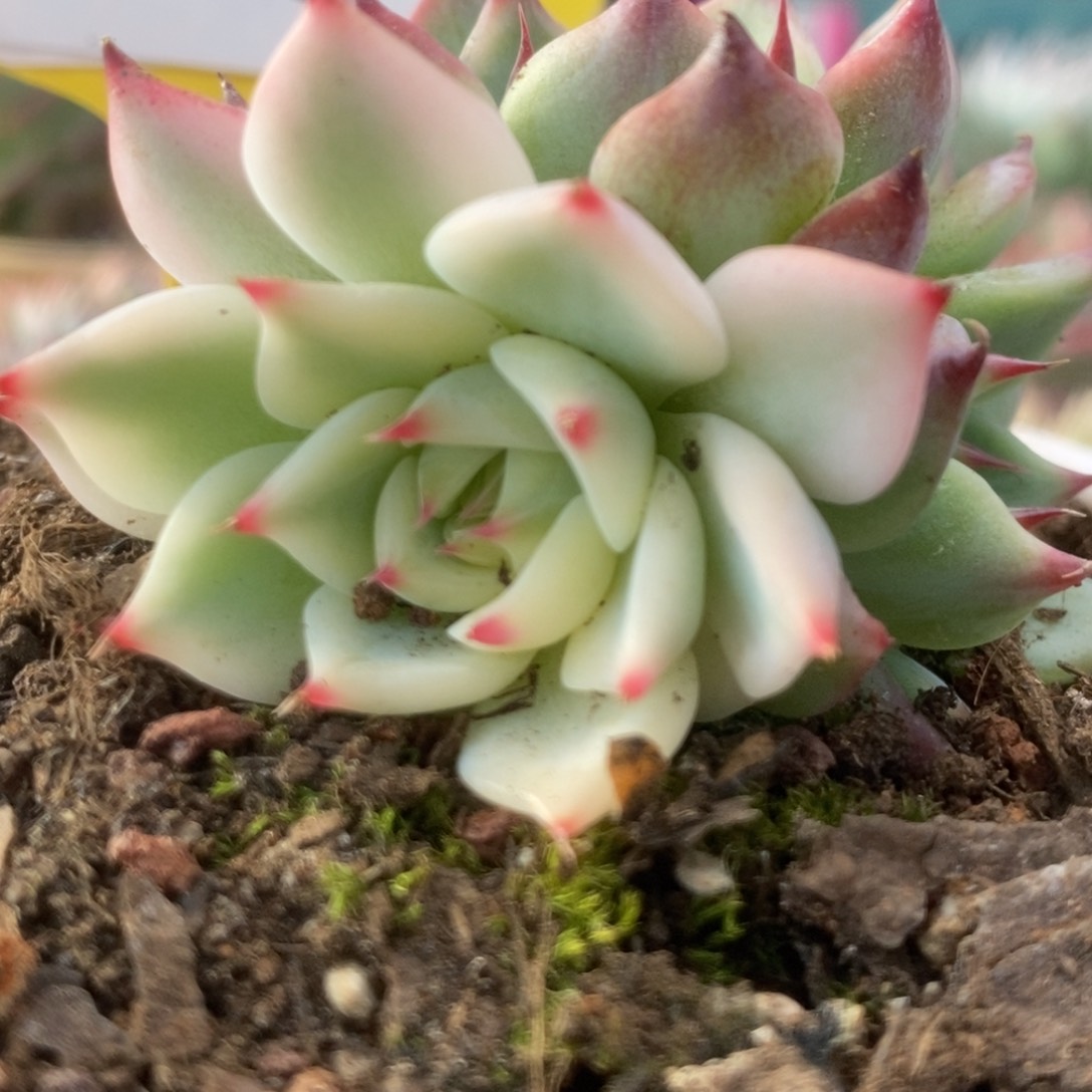 136锦锦锦锦锦锦锦锦锦