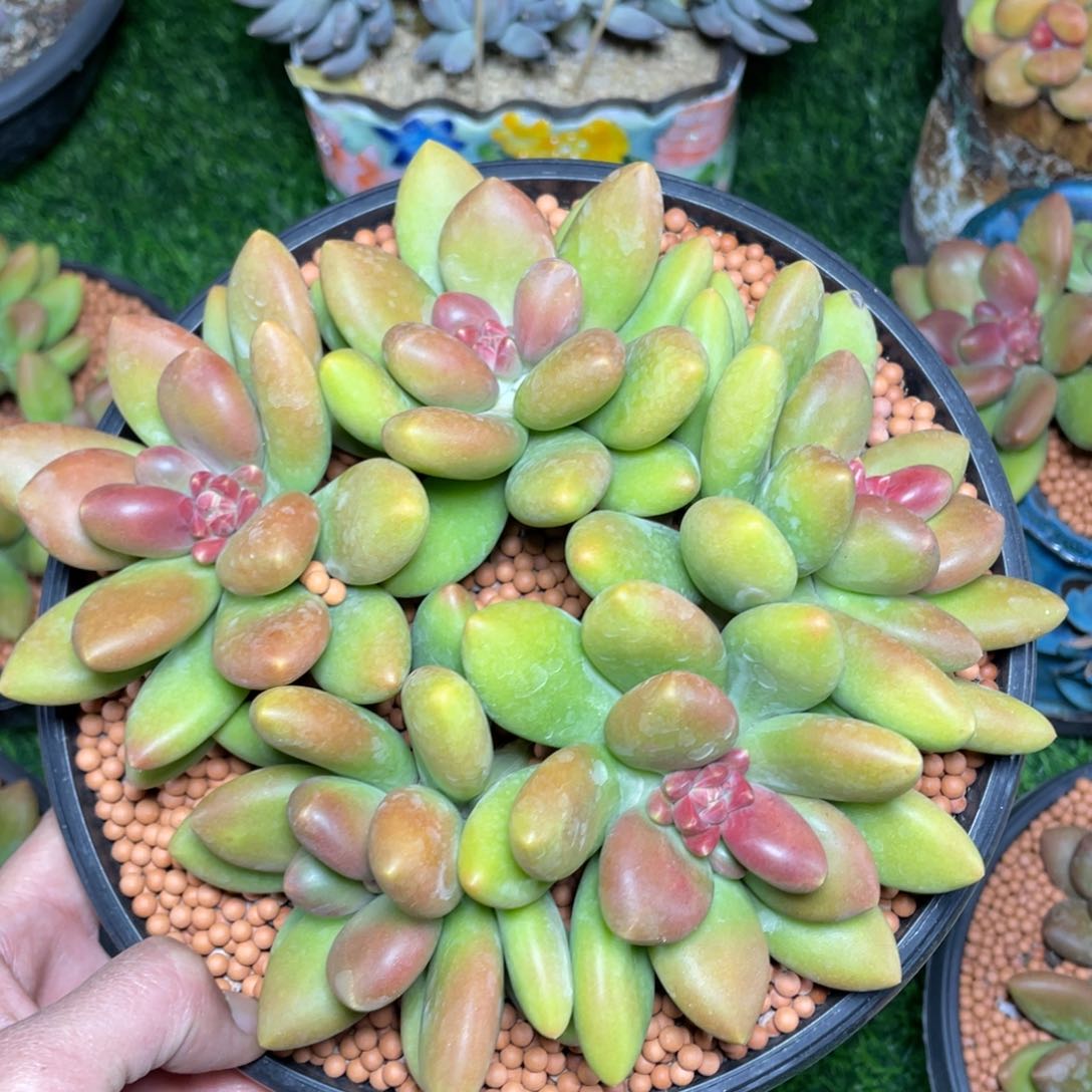 大群芒果奶多肉植物