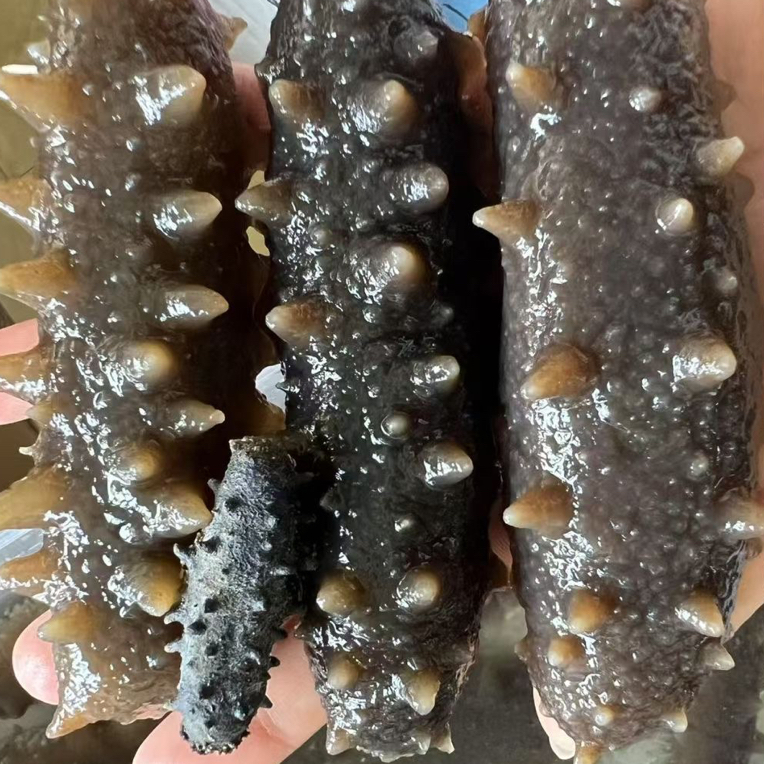 国标二级淡干海参深海捕捞高泡发