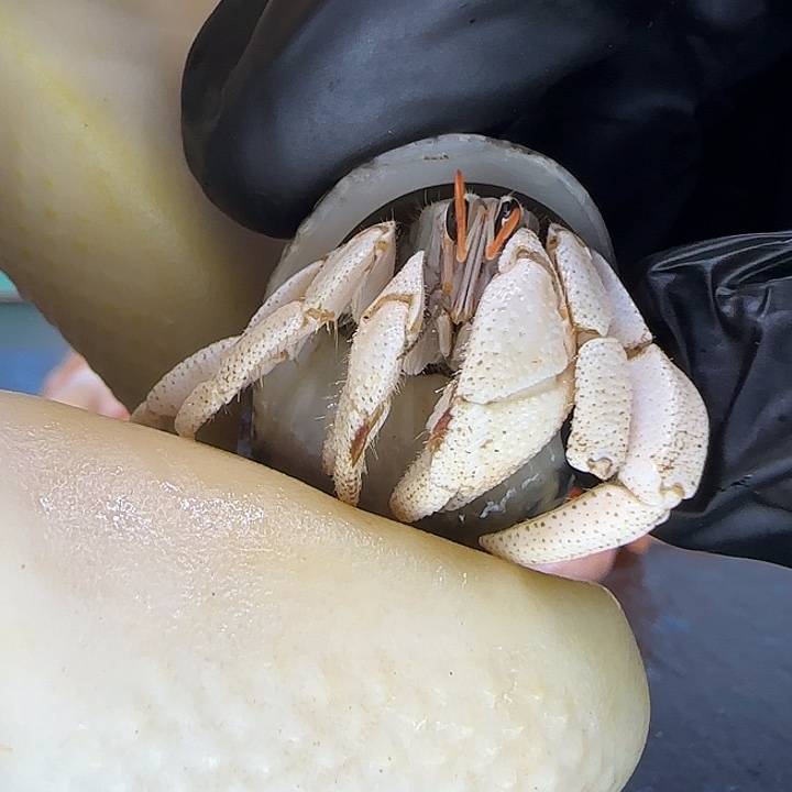 A16马岛灰白1.3cm口径