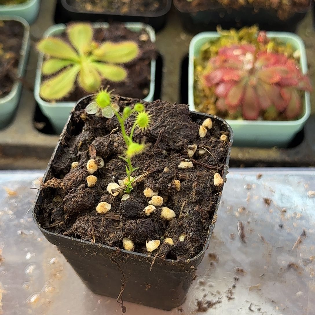 无花朵直立茎茅膏菜