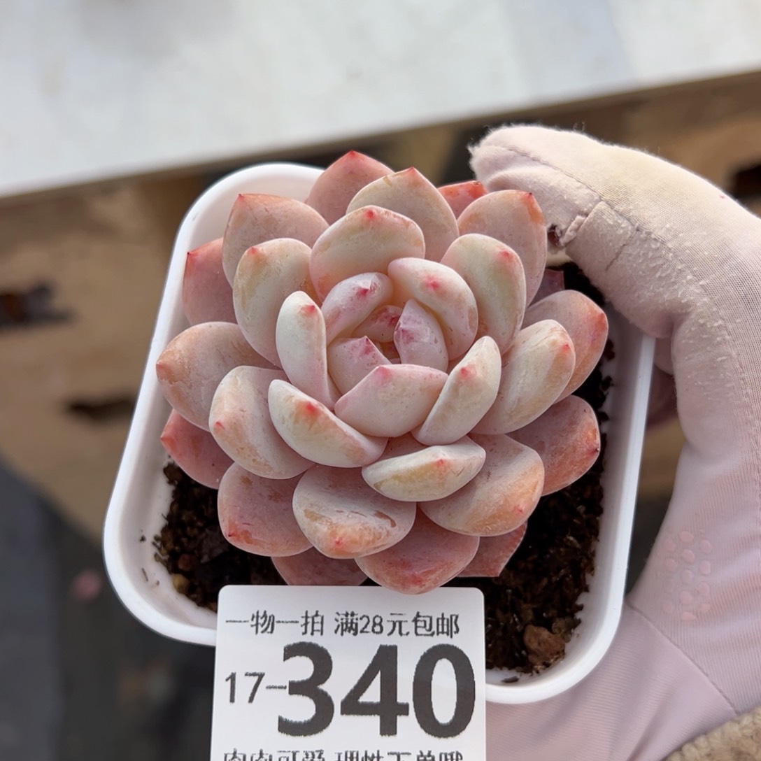 橙梦露多肉多肉多肉多肉