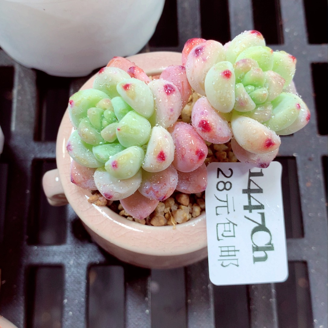 5厘米盆精控多肉1447 