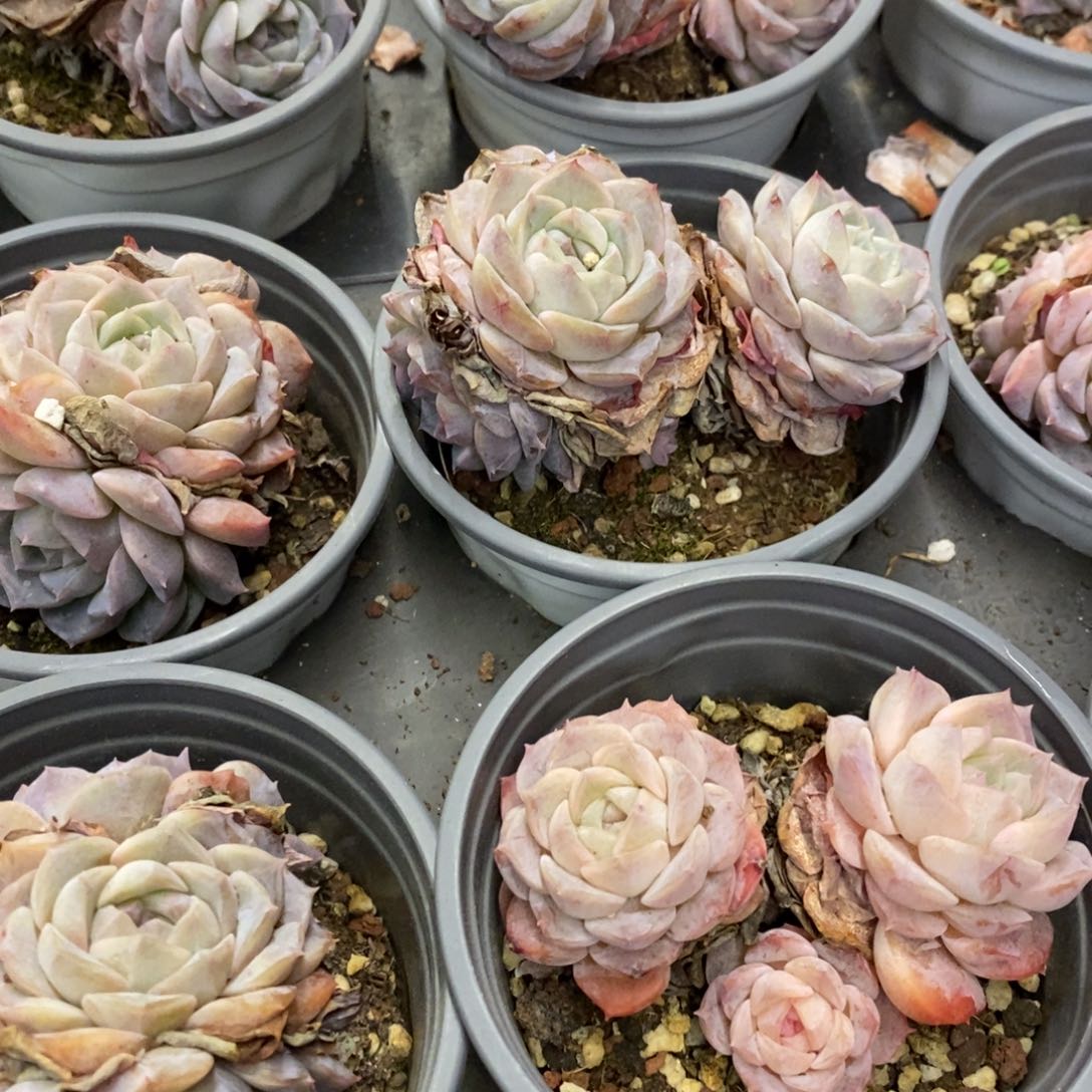 25。纯爱混发。福利多多