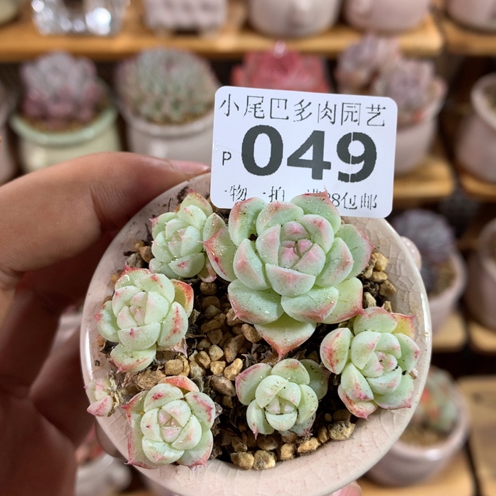 小尾巴多肉园艺5CM迷你拇指盆栽P049
