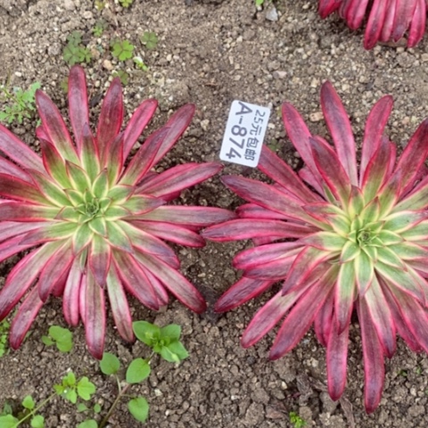 874朱雀两颗满25包邮多肉