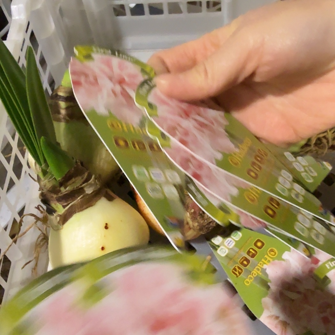 进口初恋带花剑新年福利