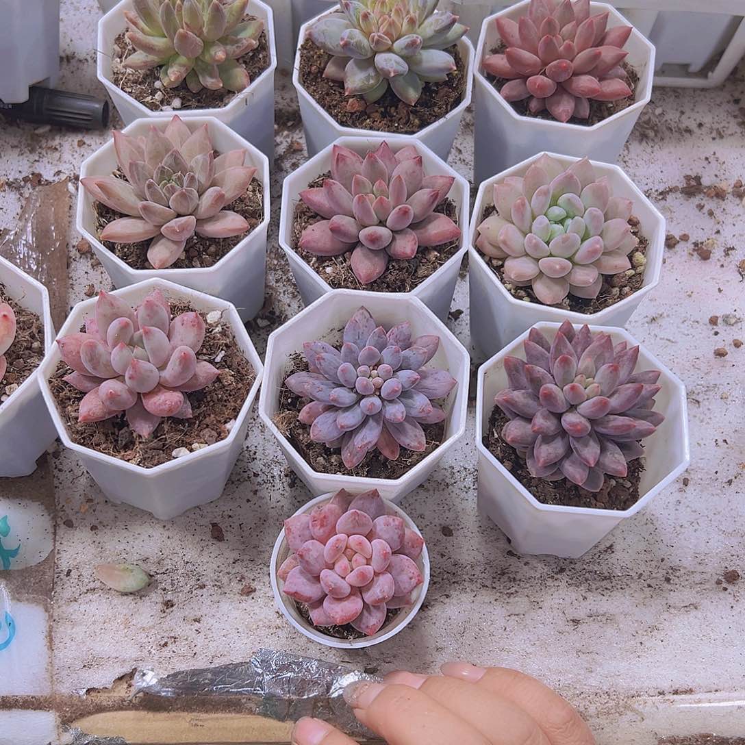 奶糖组合10盆八角盆发货