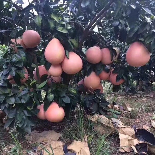 嫁接柚子树苗红心蜜柚三红蜜柚南北方种植盆栽地栽果树苗当年结果