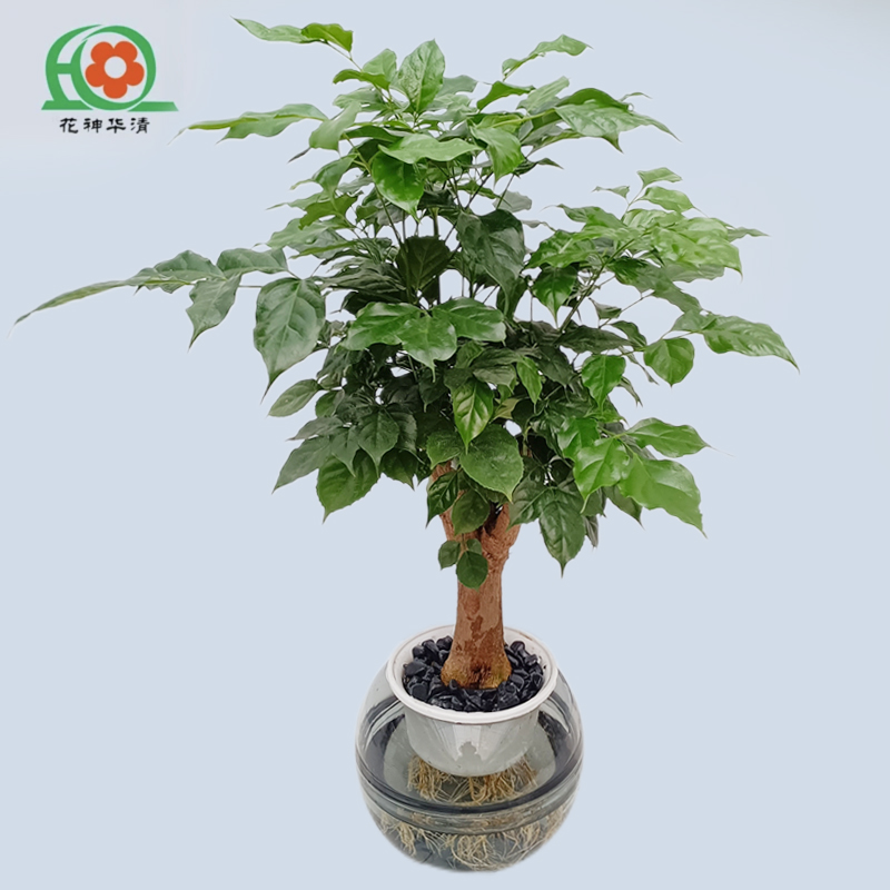 花神华清幸福树绿植日本水培花盆栽植物卫生干净好养办公桌绿色