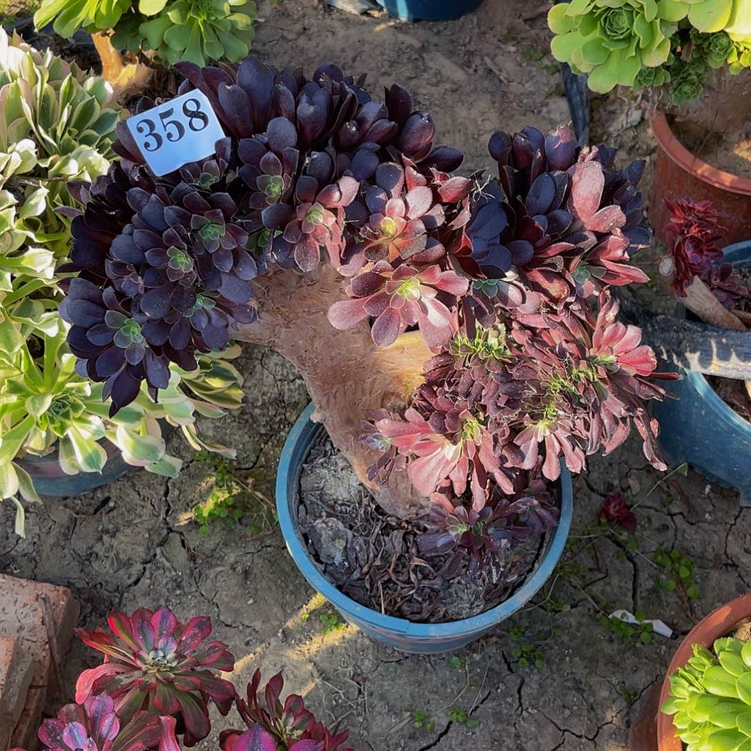 欧紫法师朵朵缀3-8