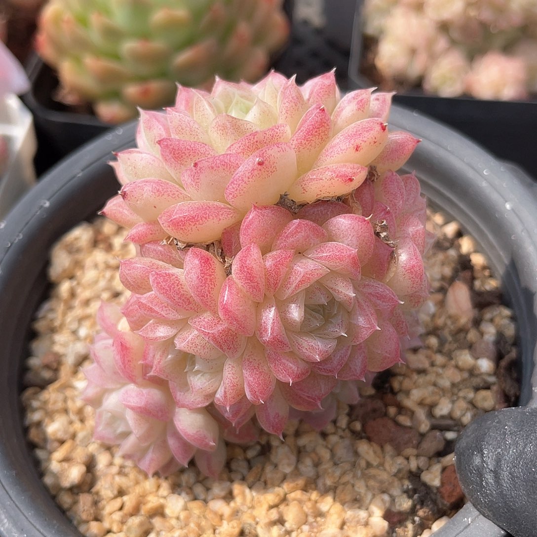 优选冰糖心女王718