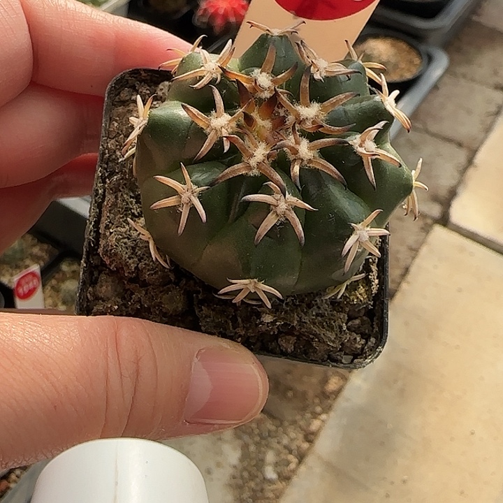 实生豪刺猫爪圆盘玉4.4cm