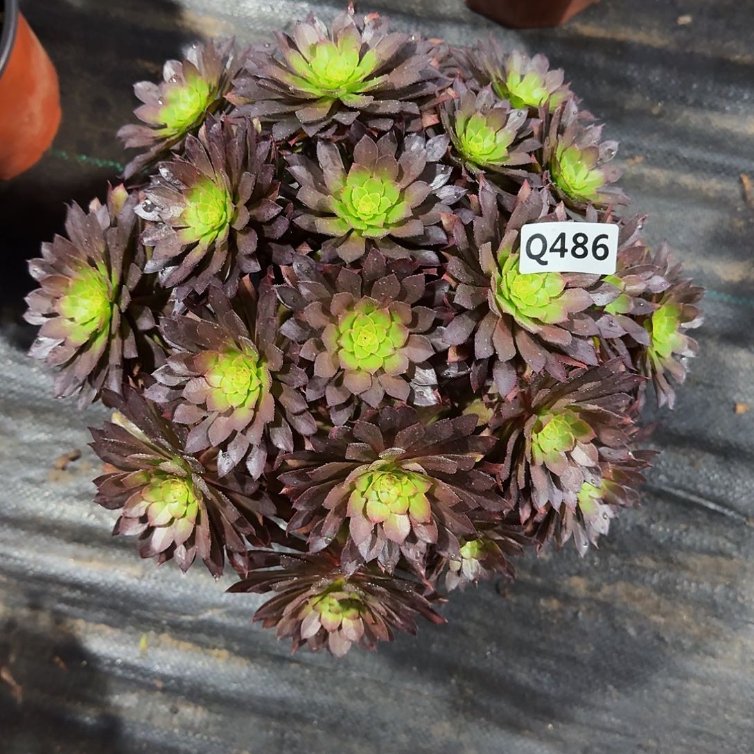 486不知名44冠服28左右丛林