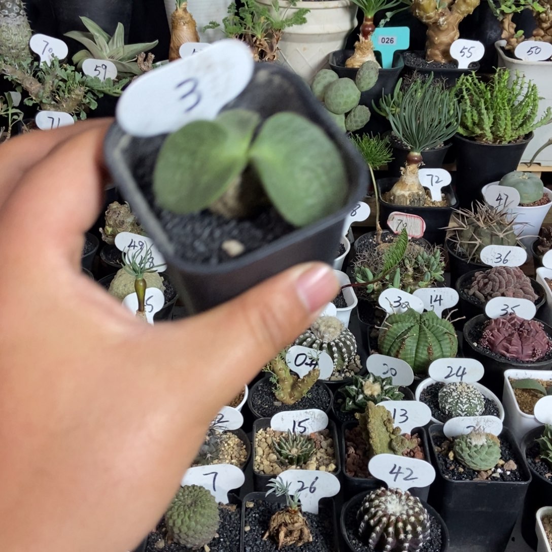 猪耳朵一个一物一拍