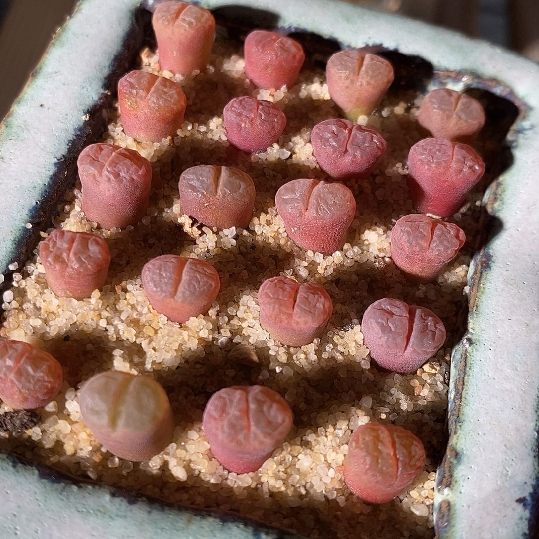 三颗白花c10风铃。   