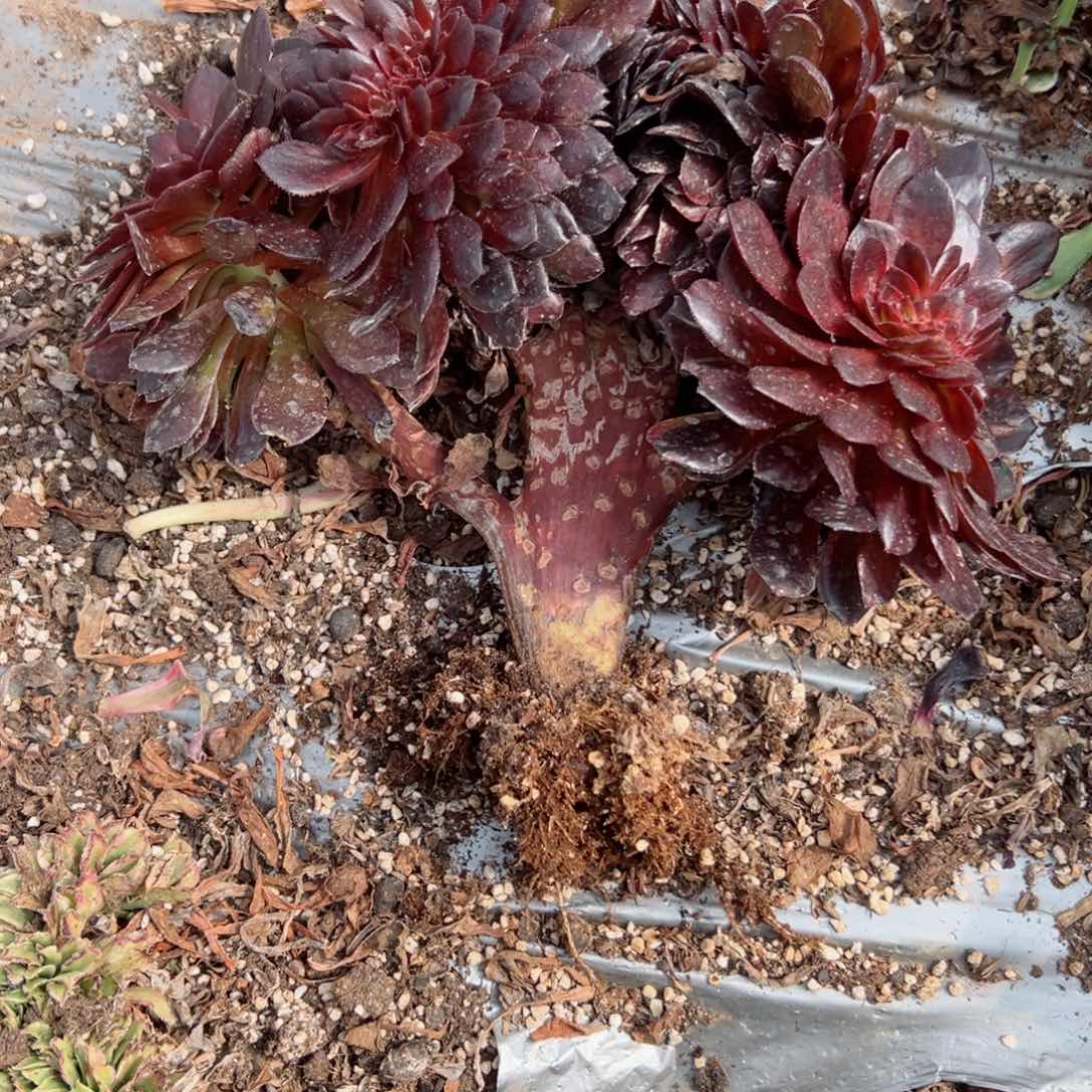 我7137 号多肉法师新年特价