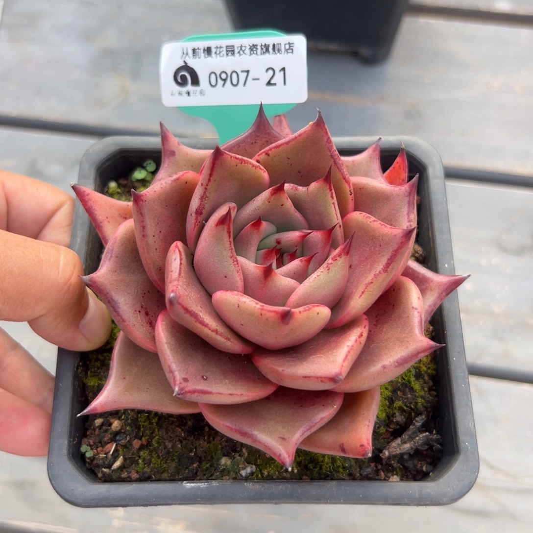 多肉一物一拍0907-21