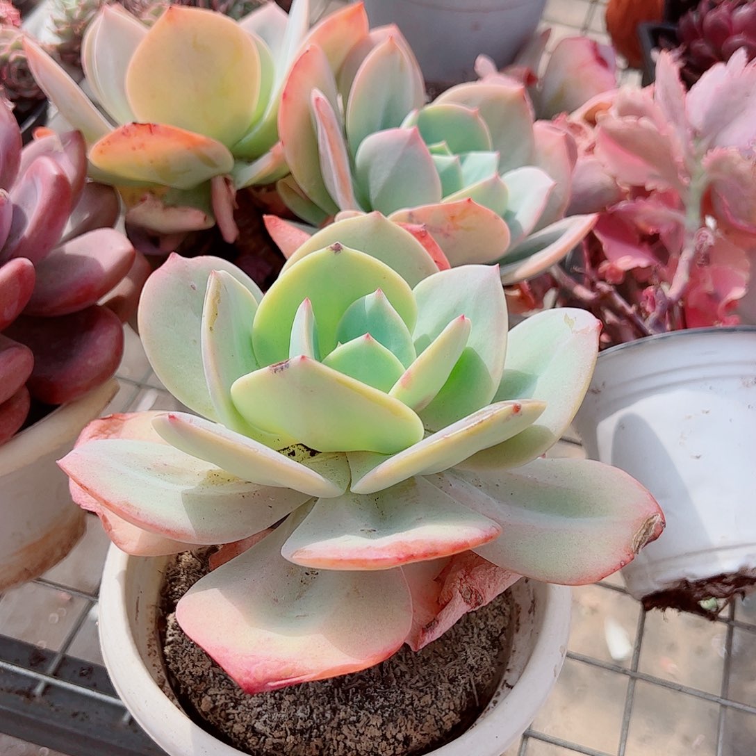 血凤大单头精品特价