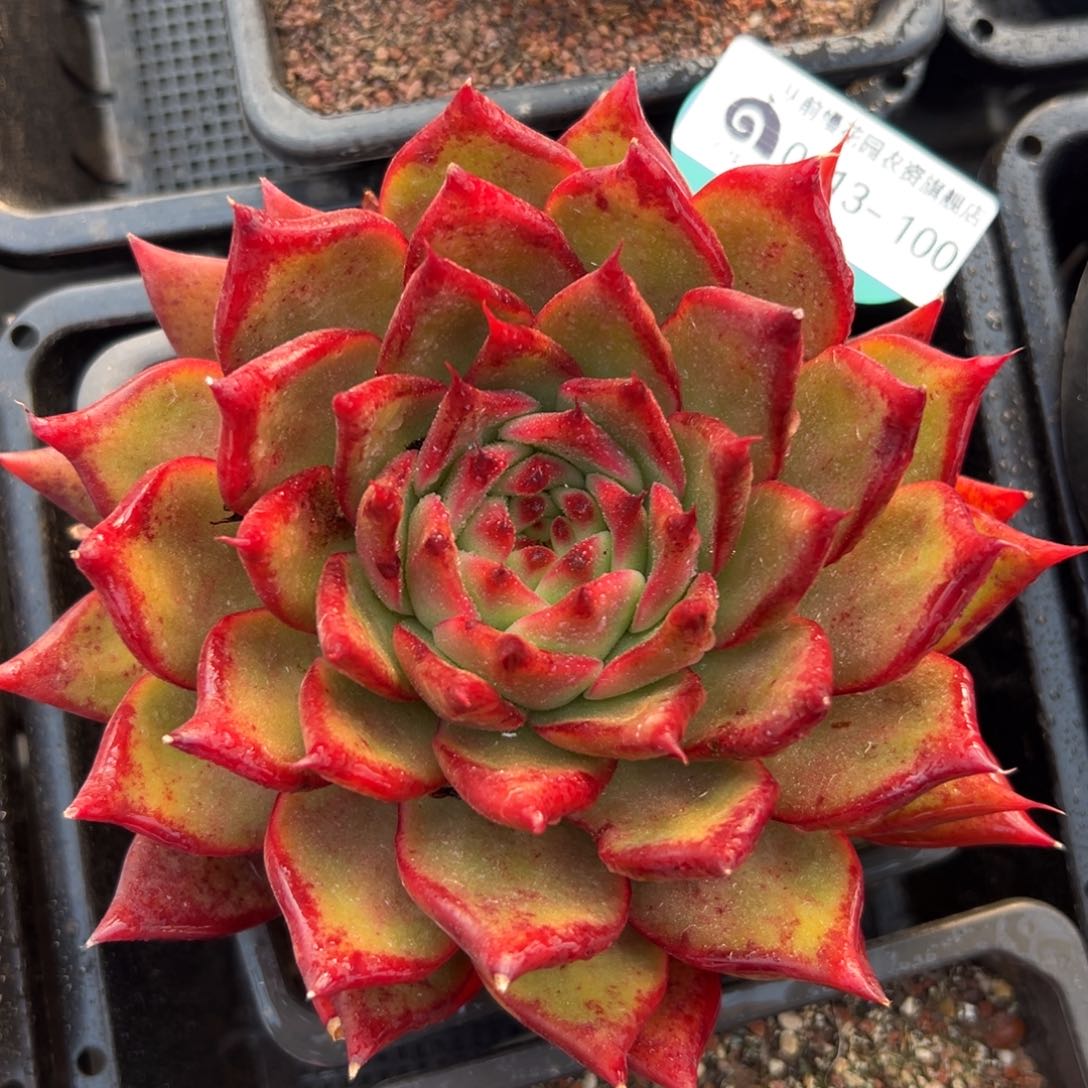 多肉一物一拍0213-100