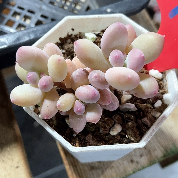 多肉植物彩虹奶976