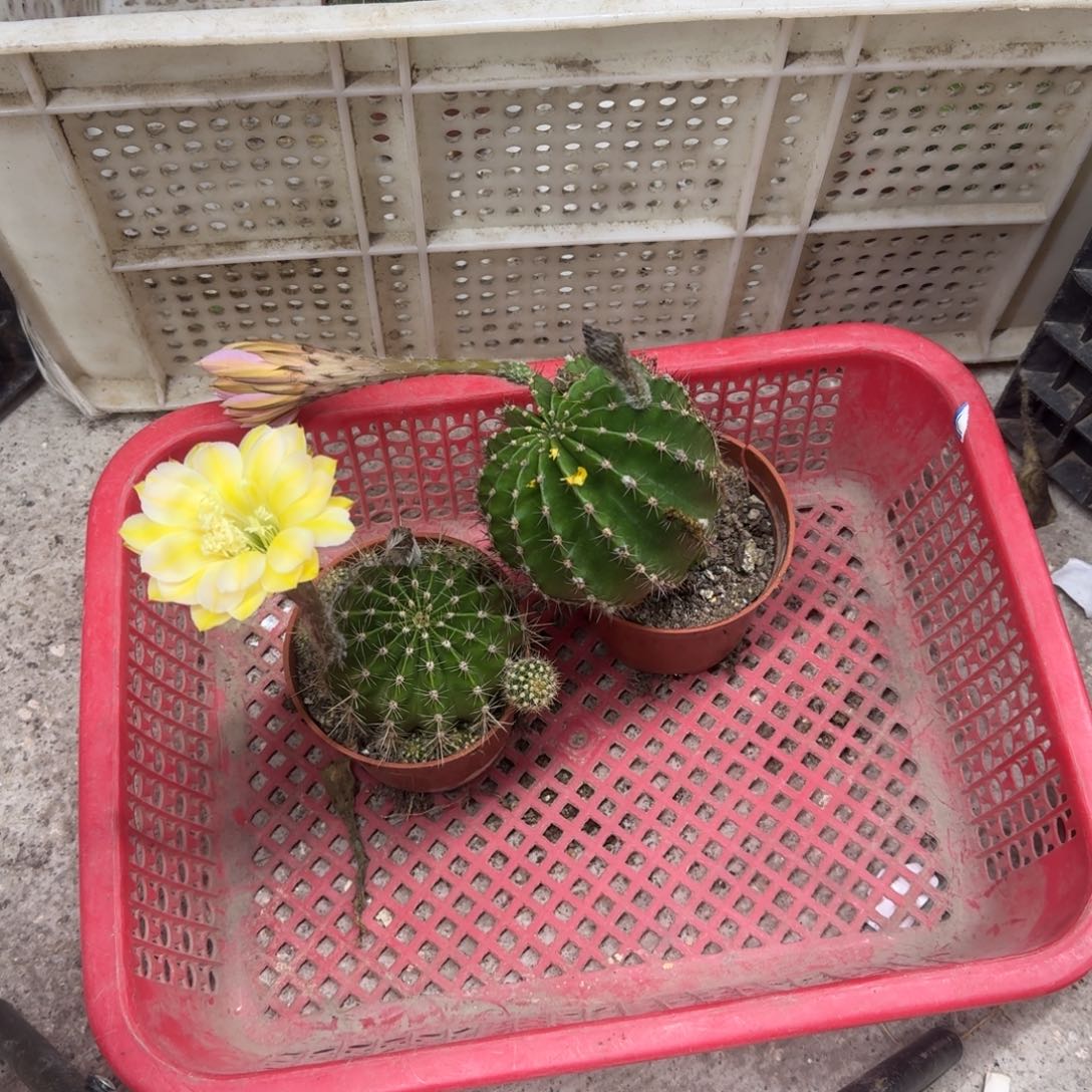 青***上无花朵彩草哈哈哈哈哈哈哈