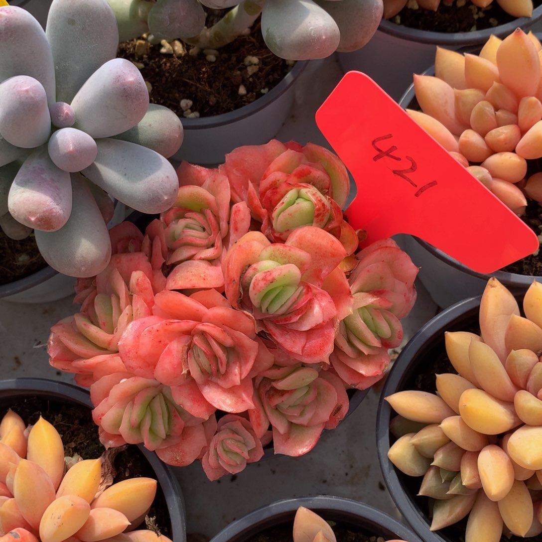 冰玫瑰7262727273737