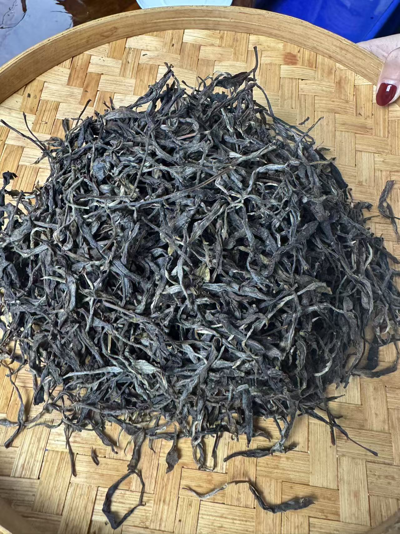 【185】2023年坝糯头春古树 生茶