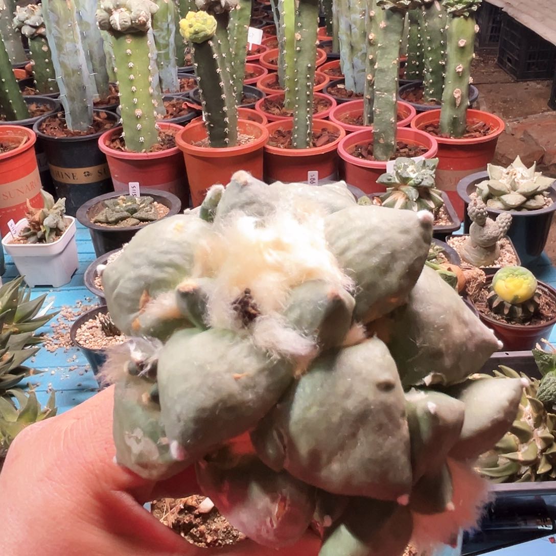 555丸尤青瓷mmm新年快乐